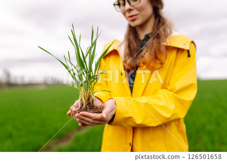 Farmer woman holding green wheat sprouts, checking growth. Scientist is checking the plant. 126501658