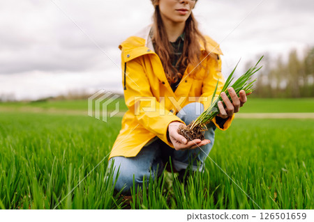 Farmer woman holding green wheat sprouts, checking growth. Scientist is checking the plant. 126501659