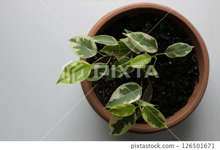 Top View Of Flower Pot With Young Ficus Plant On White Windowsill Top View Of Flower Pot With Young Ficus Plant On White Windowsill 126501671
