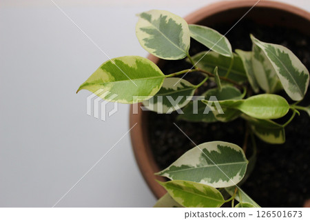 Branches Of Young Ficus Plant In Flower Pot Isolated On White Closeup View 126501673