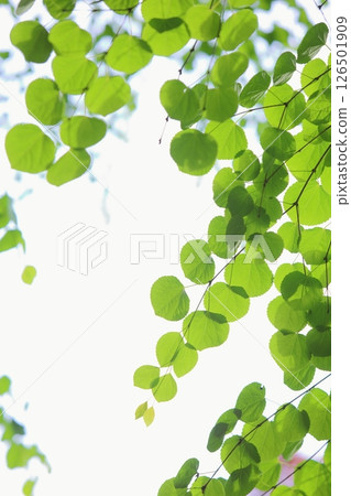 Fresh green katsura leaves [White background] 126501909