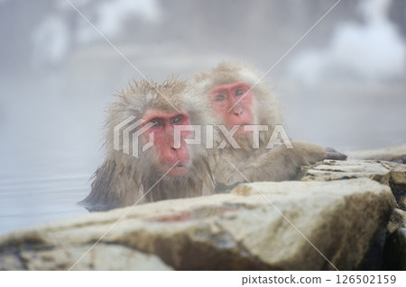 250120 Jigokudani Monkey Park 126502159