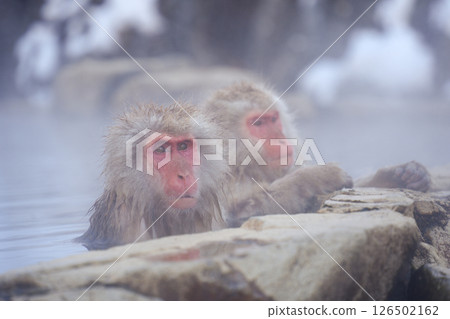 250120 Jigokudani Monkey Park 126502162
