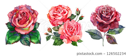 Watercolor red roses bouquet illustration. Hand draw rose flower 126502234