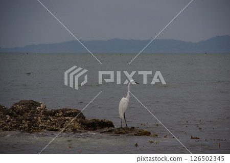 Birds resting on the tidal flats Birds resting on the tidal flats 126502345