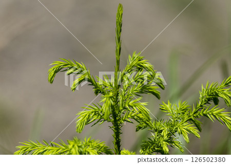 年輕的雪松樹 年輕的雪松樹 126502380