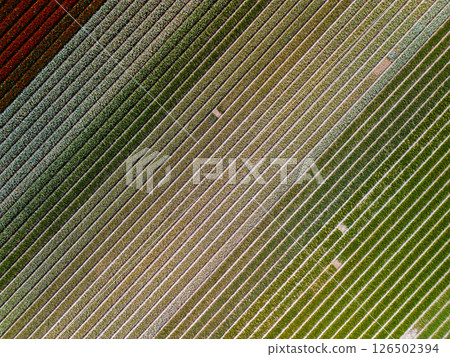 A stunning aerial view of tulip fields in bloom, with perfectly aligned horizontal rows of vibrant red, gray and green creating a captivating striped pattern across the landscape. 126502394
