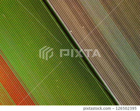 Aerial view of colorful agricultural fields with perfectly aligned rows, creating a stunning geometric pattern of green, red, and brown crops divided water canal. 126502395
