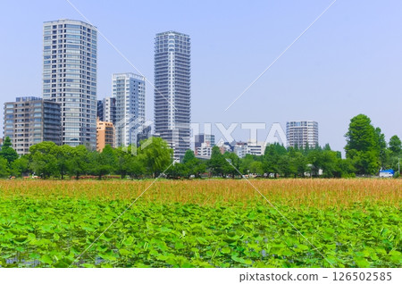 東京都台東區不忍池週邊 2025年5月 126502585