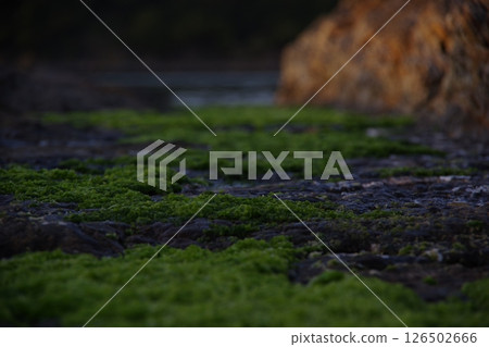 被海藻覆蓋的岩石 126502666