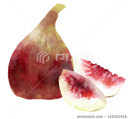 Fig illustration, hand-drawn, watercolor style 126502916