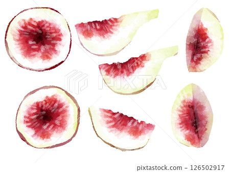Fig cross-section illustration, hand-drawn, watercolor style 126502917
