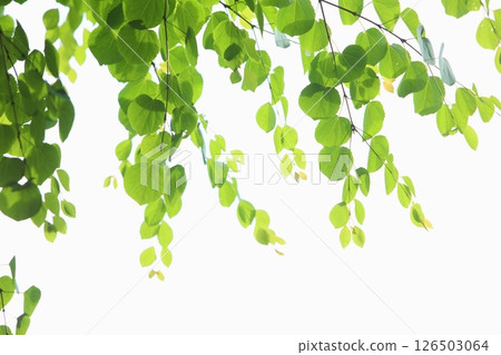 Fresh green katsura leaves [White background] [Sky background] 126503064