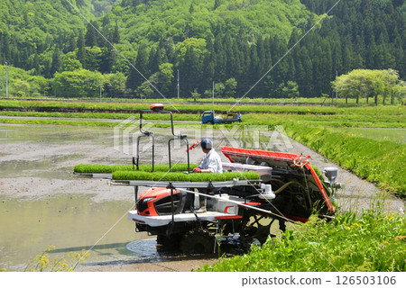 水稻在稻田裡種植 水稻在稻田裡種植 126503106