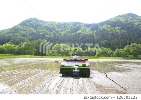 Rice planting in the paddy field 126503122