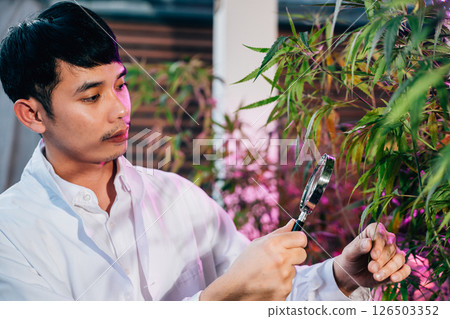 Marijuana researcher Asian man using magnifying glass look at cannabis sativa hemp plants in cannabis farms, Examining plants with magnifying, herbal medicine 126503352