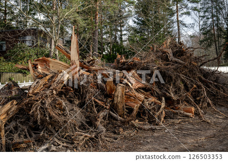Uprooted and broken tree trunks stacked after storm damage in forest area 126503353