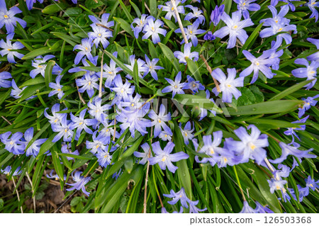 Field of blooming first spring flowers with green leaves in early spring sunlight outdoors 126503368