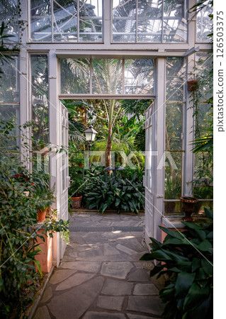 Open glass doors lead to interior garden in tropical greenhouse with lush greenery and potted plants 126503375