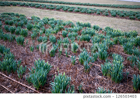 Rows of budding green plants in garden field with dry mulch on soil surface Rows of budding green plants in garden field with dry mulch on soil surface 126503403