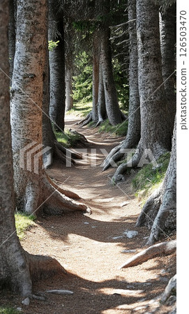 Serene woodland path lined with majestic trees. 126503470