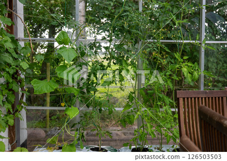 Tomato and cucumber plants growing in greenhouse in summer. concept of home gardening Tomato and cucumber plants growing in greenhouse in summer. concept of home gardening 126503503