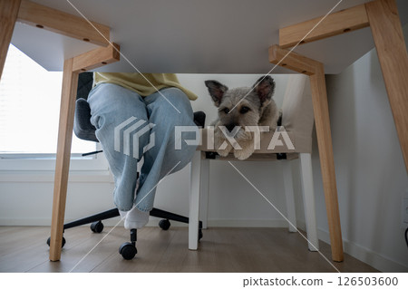 Cozy dog lying under a desk near a person wearing jeans, home office companionship concept 126503600