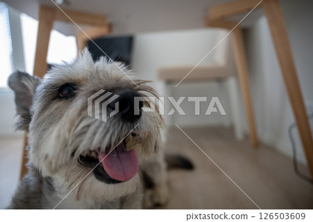 Close-up photo of a happy dog with tongue out under modern wooden table, concept of pet joy at home 126503609