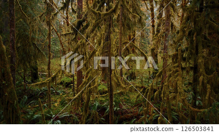 Lush green moss covering trees in Forks, Washington rainforest 126503841