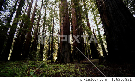 Redwood trees reaching for the sky in Redwood National Park, California 126503851