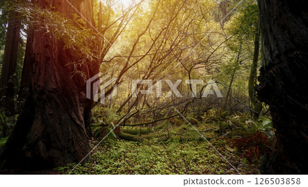Sunlight filtering through redwood trees in Redwood National Park, California Sunlight filtering through redwood trees in Redwood National Park, California 126503858