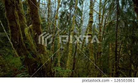 Lush green moss covering trees in Forks, Washington rainforest 126503861