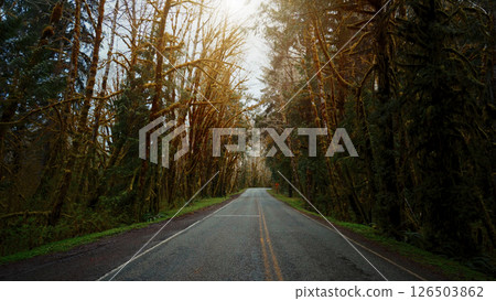 Empty road passing through Forks rain forest in Washington Empty road passing through Forks rain forest in Washington 126503862