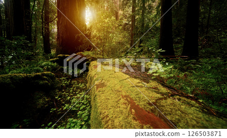 Sunlight illuminating mossy fallen redwood tree in Redwood National Park Sunlight illuminating mossy fallen redwood tree in Redwood National Park 126503871