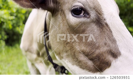 Close up to eye of cute gray cow at lawn. Sight of a friendly mammal animal at countryside. Profile of beautiful kine grazing outdoor. Cattle on pasture. Concept of livestock husbandry Close up to eye of cute gray cow at lawn. Sight of a friendly mammal animal at countryside. Profile of beautiful kine grazing outdoor. Cattle on pasture. Concept of livestock husbandry 126503931