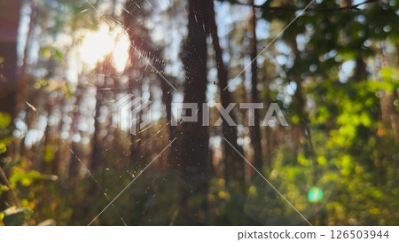 Spiderweb swaying in wind at forest with sunlight at background. Spider builds a cobweb at woodland. Beautiful nature scene on summer park at sunset. Concept of wildlife. Slow motion 126503944