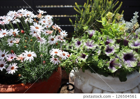 玫瑰花和矮牽牛花盆 玫瑰花和矮牽牛花盆 126504561