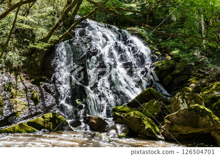 長滿青苔的山谷在新鮮的綠色植物中閃閃發光 長滿青苔的山谷在新鮮的綠色植物中閃閃發光 126504701