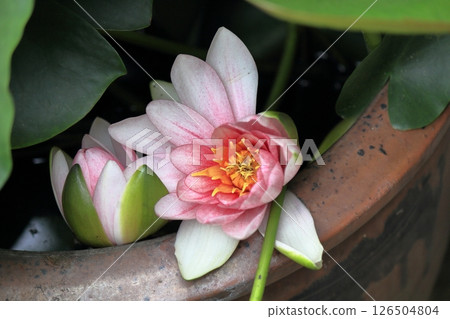 睡蓮鮮花 睡蓮鮮花 126504804