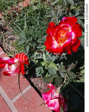 Red rose Red rose 126504806