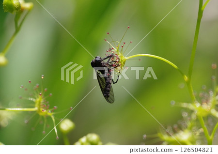 Insects caught by a coral reef Insects caught by a coral reef 126504821
