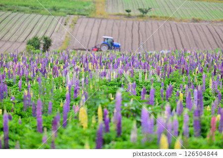 Man working in a lupine field 126504844