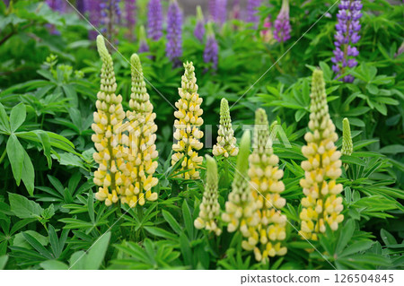 Yellow lupine flowers 126504845