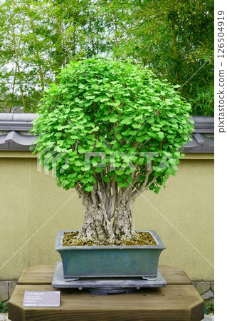 7865 盆景銀杏BOBSAI 126504919