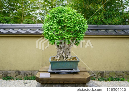 7866、盆景、銀杏、盆景 126504920