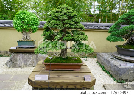 7867 Bonsai Cedar BONSAI 126504921