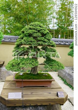 7868 Bonsai Cedar BONSAI 7868 Bonsai Cedar BONSAI 126504922