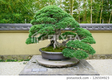 7869 Bonsai Japanese white pine "Chiyomatsu" 7869 Bonsai Japanese white pine "Chiyomatsu" 126504923
