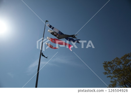 Carp streamer swimming in the blue sky Carp streamer swimming in the blue sky 126504926