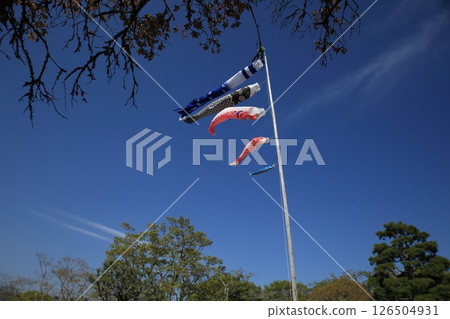 Carp streamer swimming in the blue sky Carp streamer swimming in the blue sky 126504931
